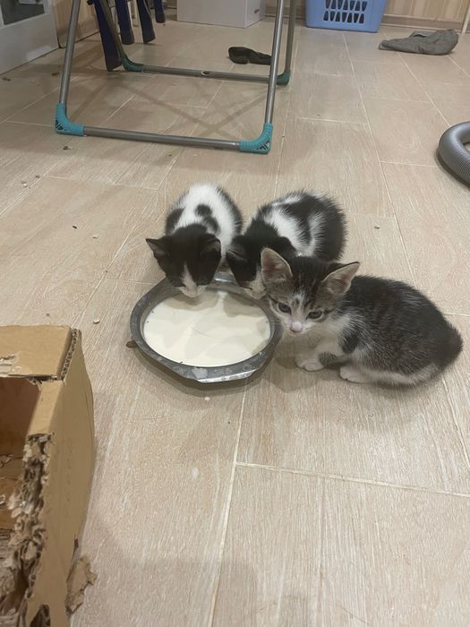 Котята бесплатно