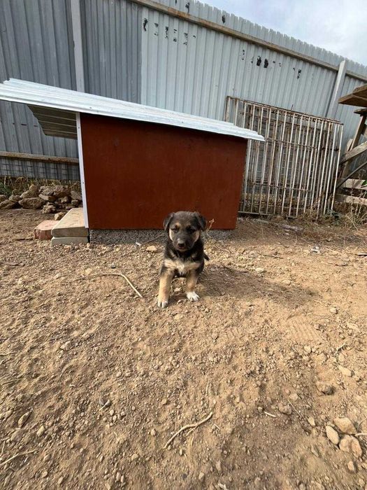 Две милашки ищут хорошие семьи