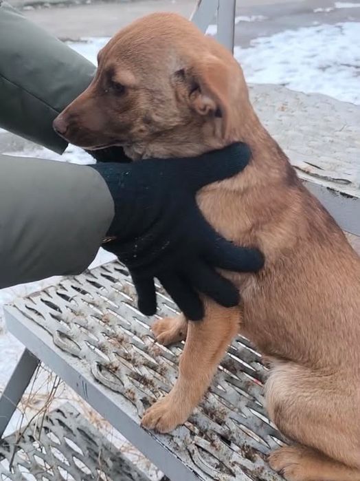 Малышка ищет дом