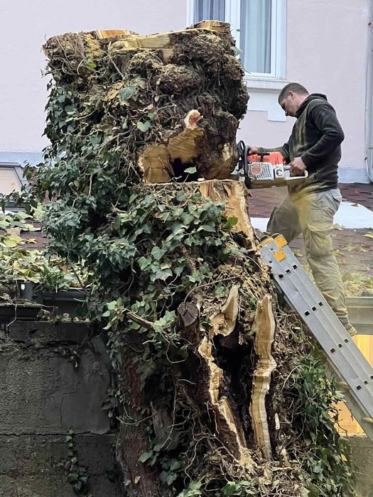 Рязане на опасни дървета в близост до сгради жици и други