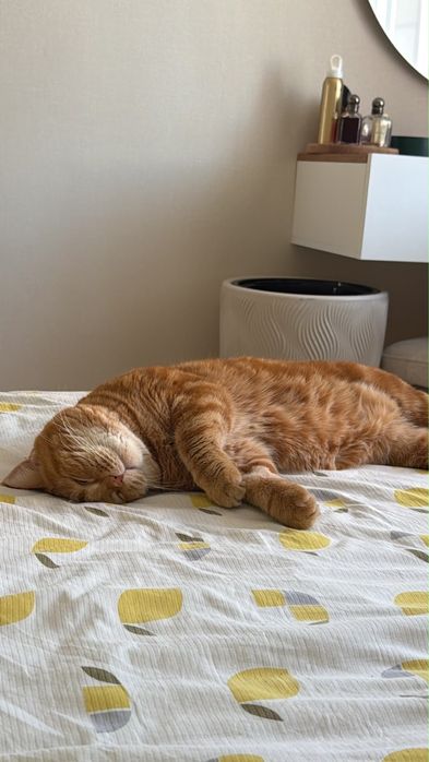 Отдам в добрый руки кошку
