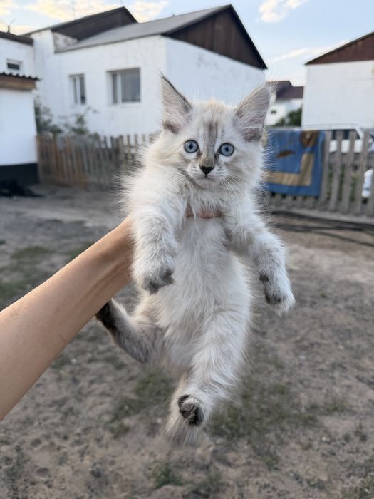 Ищем любящий дом для котенка