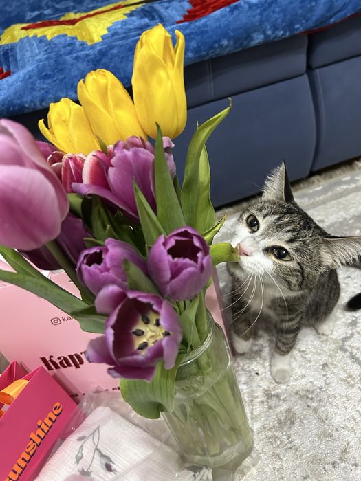 Отдам в хорошие руки