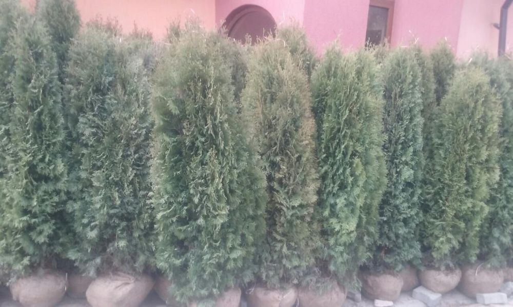 vand platan ( plante ornamentale copaci , tuia )