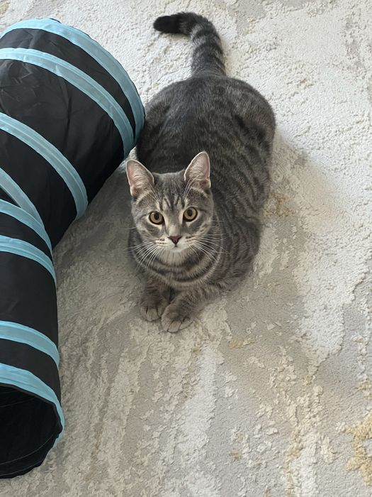 Отдадим кота в добрые руки