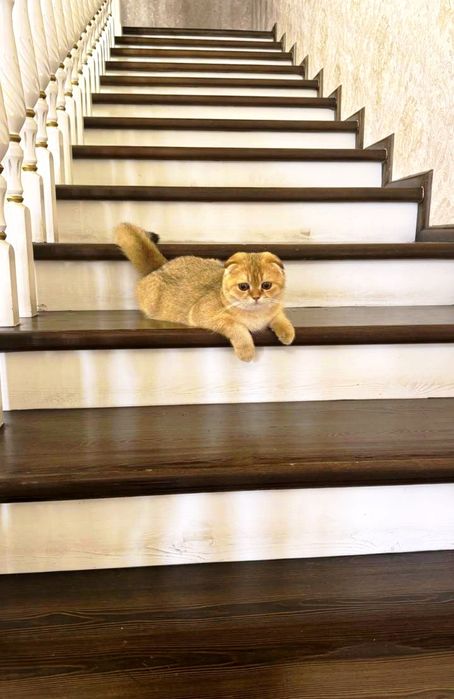 Продаётся чистокровный кот золотая шиншилла