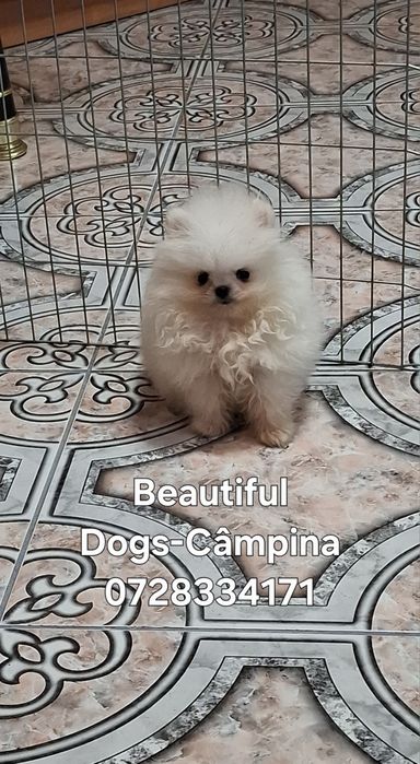 Pomeranian pui femelă
