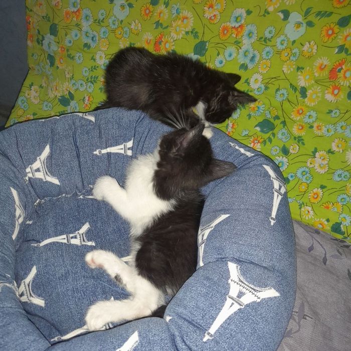 Котята отдаем в добрые руки