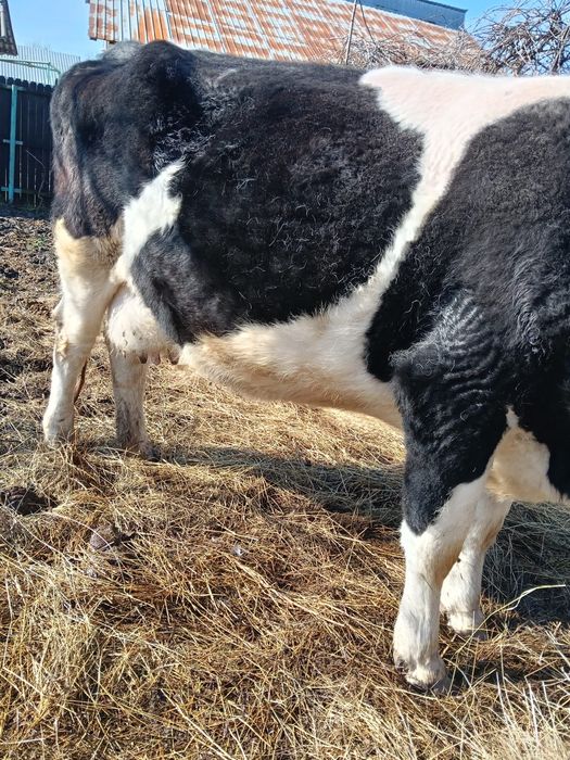 Vand vaca gestanta la 4 fatare