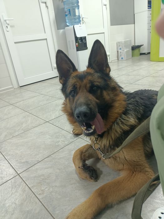 Молодой немец в добрые руки