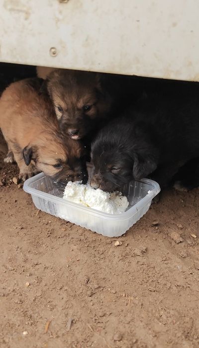 Ищу дом уличным щенкам