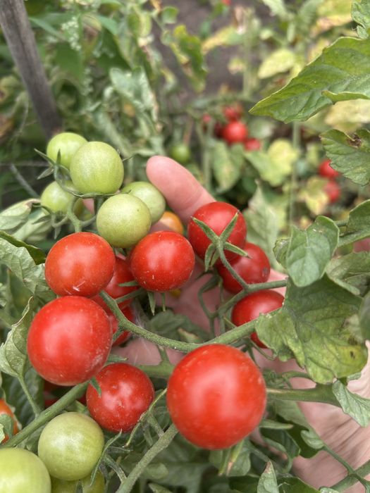 Продам помидоры черри
