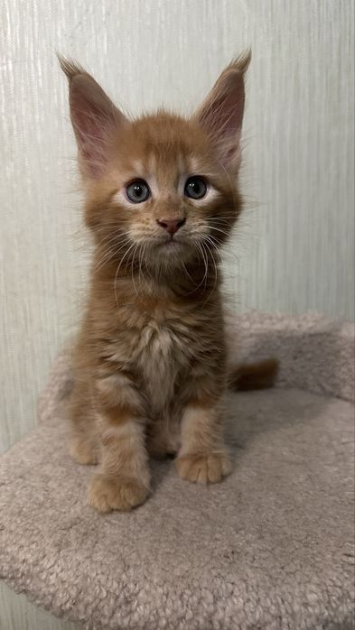 Котята_ питомник_ продажа