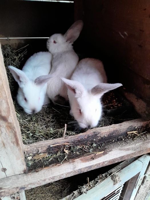 Vând iepurași tineret