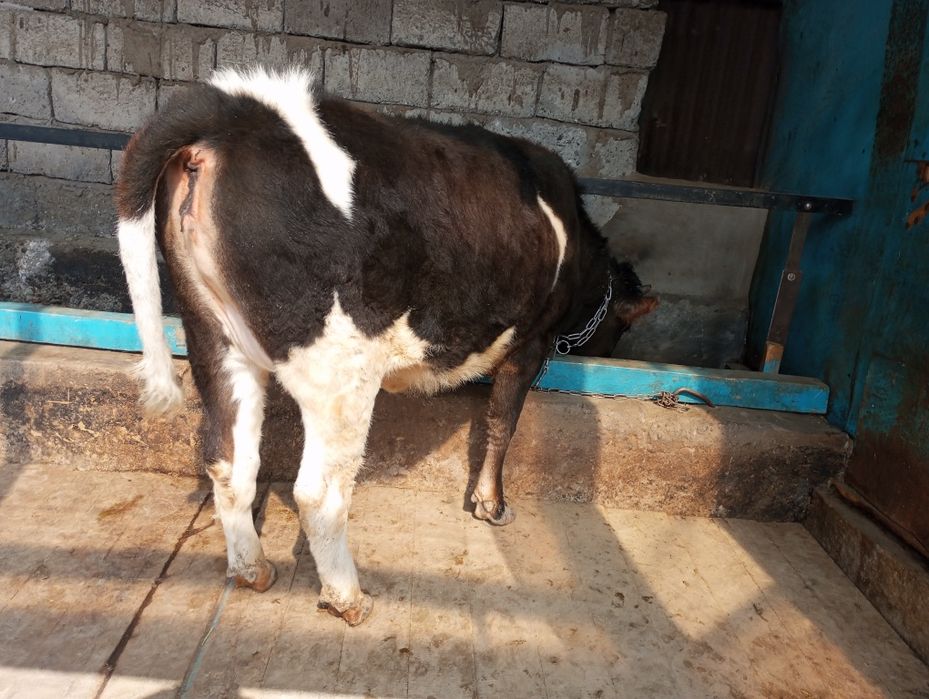 Продам жирную телку