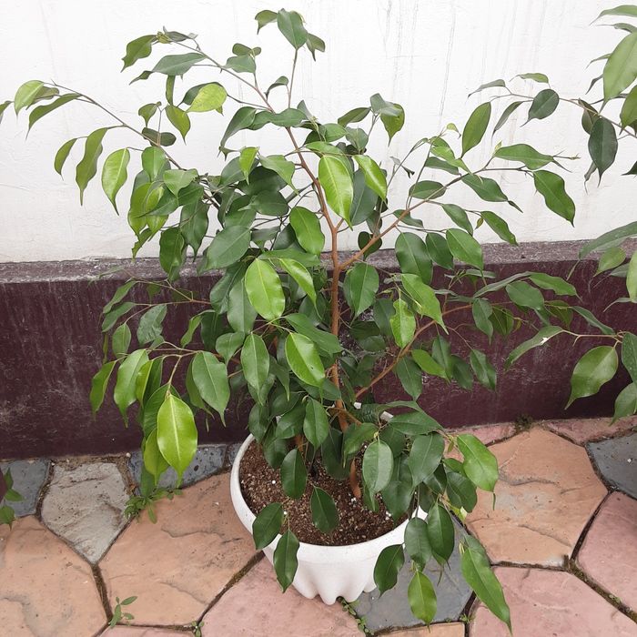 Продам Фикус Бенджамина