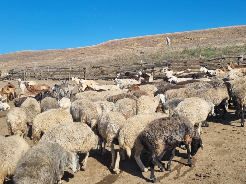 Vând 50 si ceva de oi , si 50 si ceva de capre tot la grămadă,  mai multe detalii in privat!