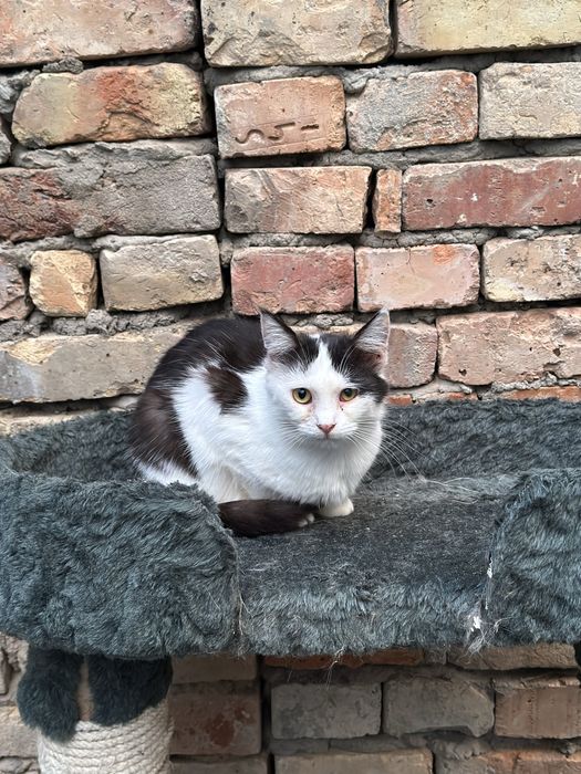 Кошки и котята на пристройство