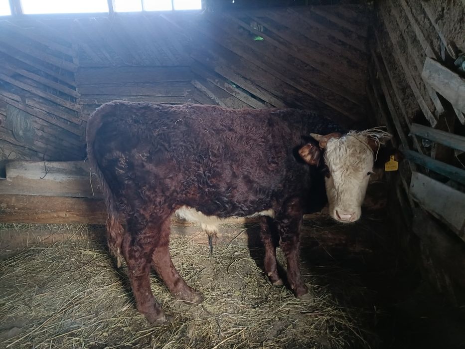 Продам откорм подсос  бычки