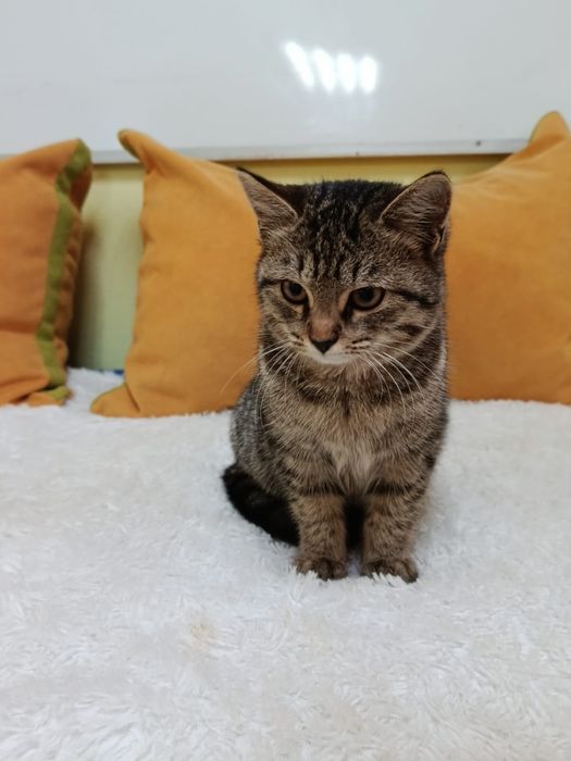 Отдадим котенка - помест с шотландцем