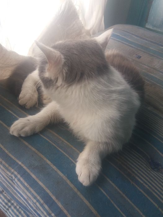 Кот Мысық Кот Мысық