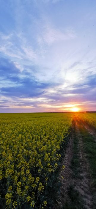 Miere de Albine Naturala 25 lei/kg