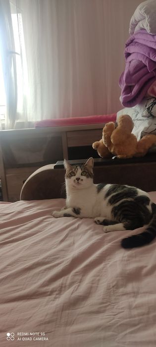 Отдам в добрые руки кошечку
