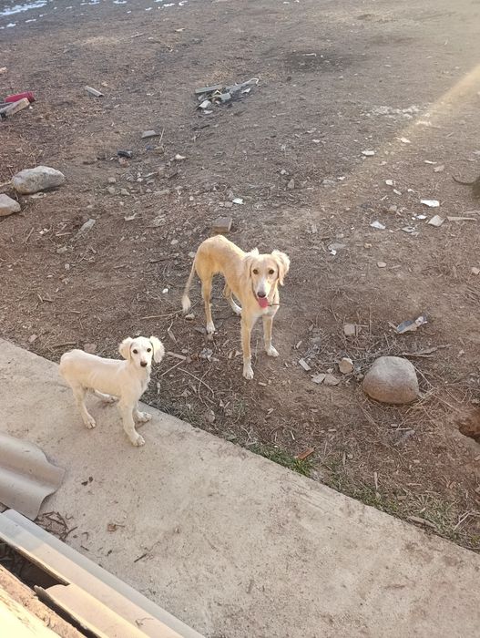 Ургашы бір жаска 10 айлык