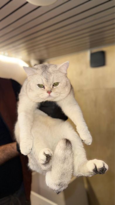 Ищем невесту для нашего красавчика-кота