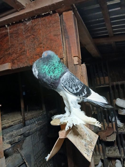 Gusati de pomerania