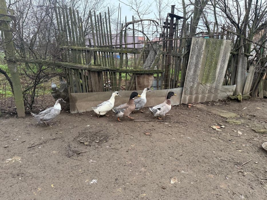 Rațe polare de vânzare