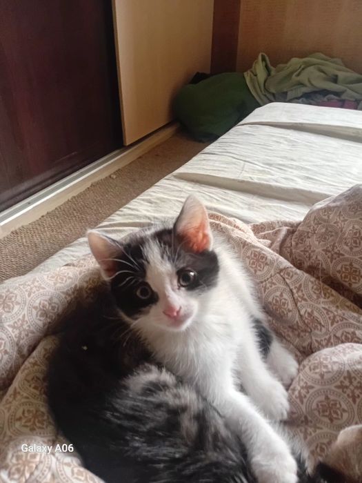 Котят отдам даром