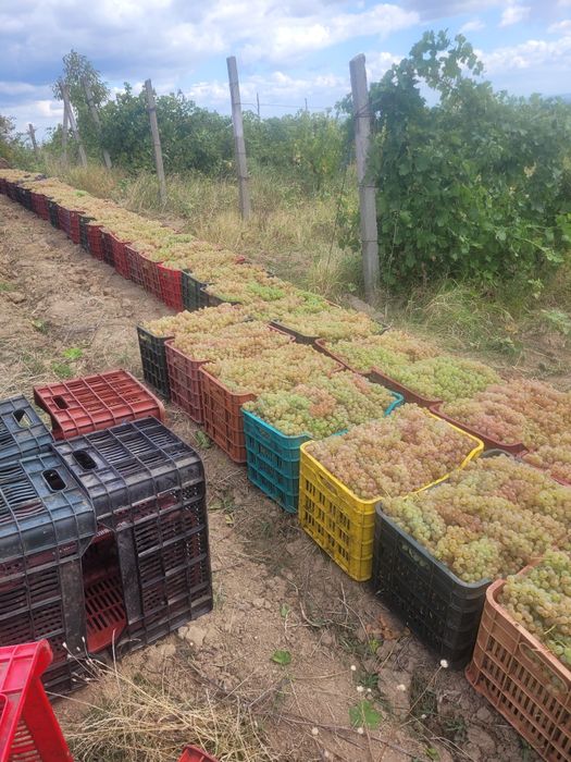 Struguri de vin feteasca