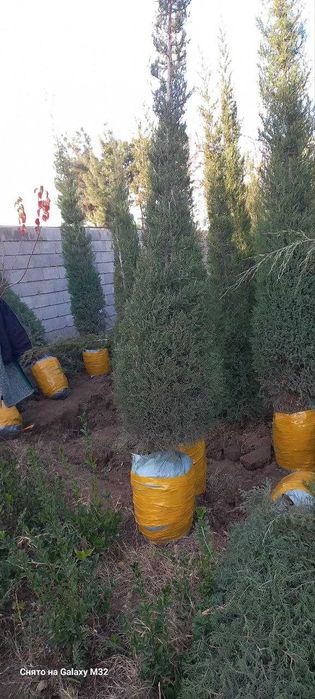 Можжевельник ва ясин кучатлар сотилади