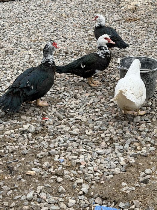 Продам индоуток несутся