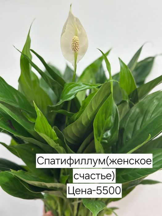 Продам комнатные цветы