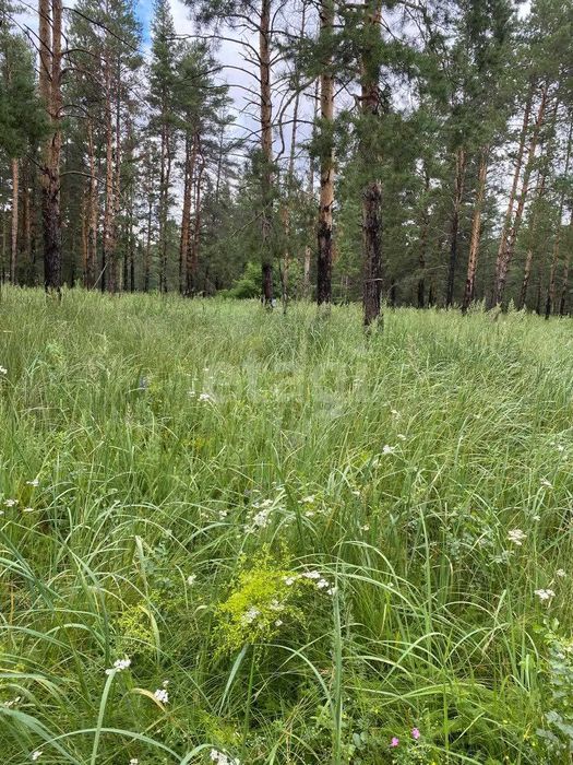 Продам зем. участок в сосновом бору