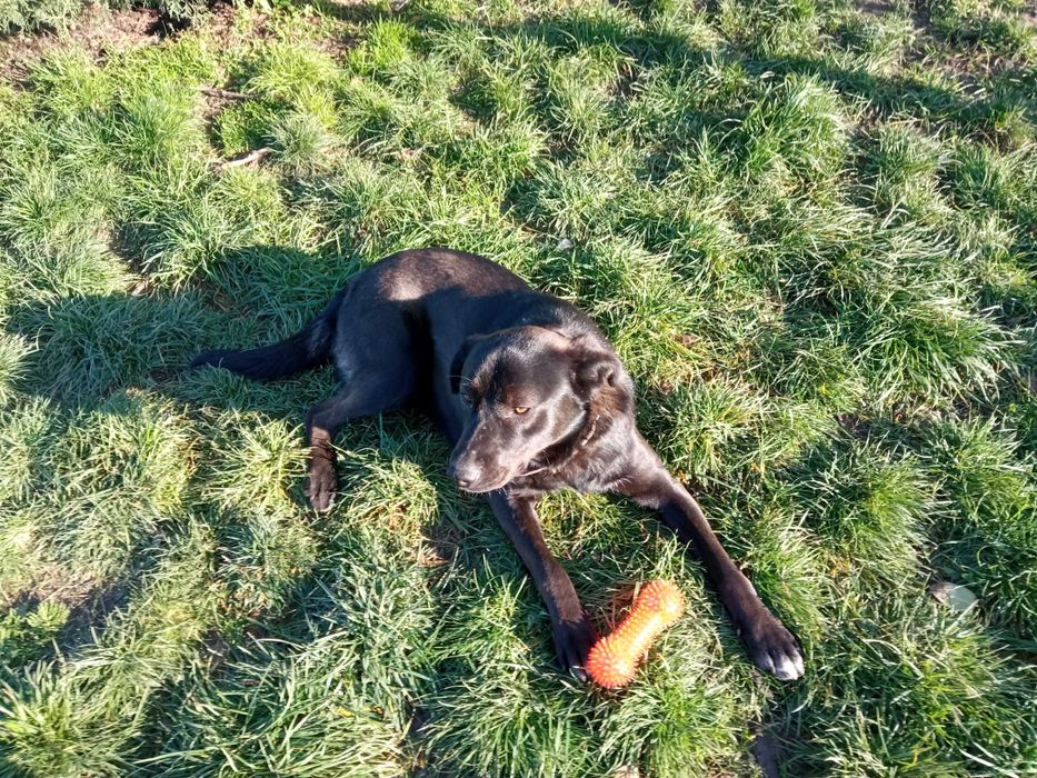 Макс си търси дом