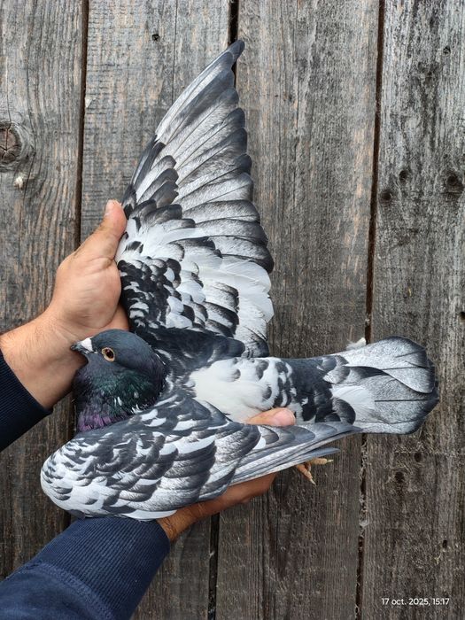 Porumbei voiajori colorați