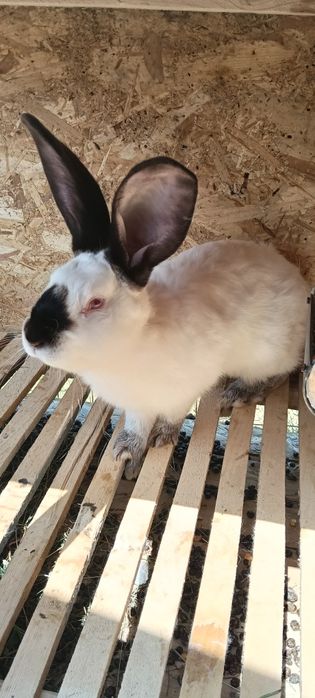 Iepuri uriași de Transilvania