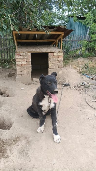 4 айлық Шерханның қызы сатылады.