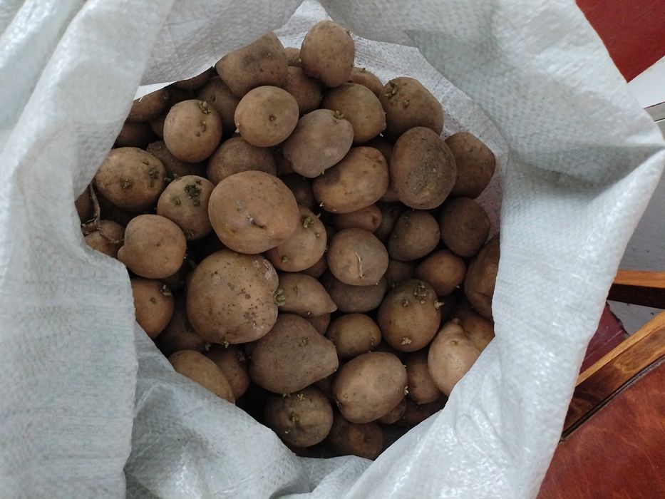 Продам домашнюю картошку