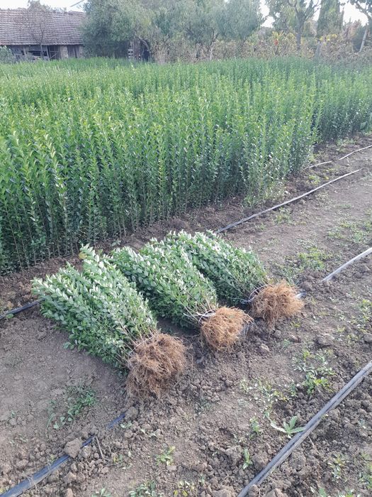 лигуструм овалифолиум за жив плет