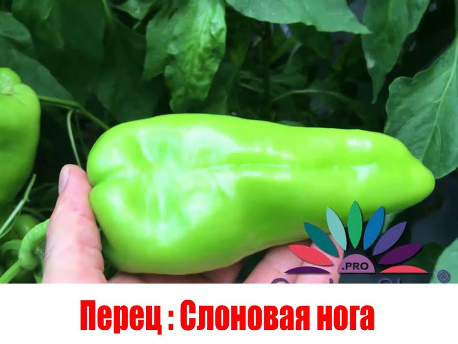 Продам рассаду огурцов и помидор