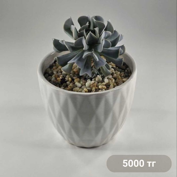 Суккуленты и композиции из суккулентов