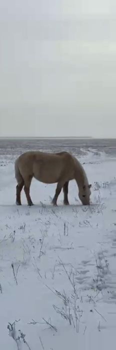 Буаз жуас бие сатамын Астанада
