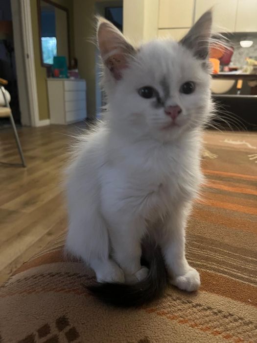Котята мальчик и девочка