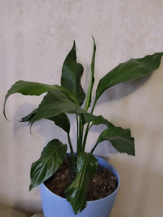 Женское счастье.