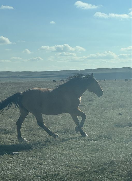 Жеребец Айғыр Айгыр