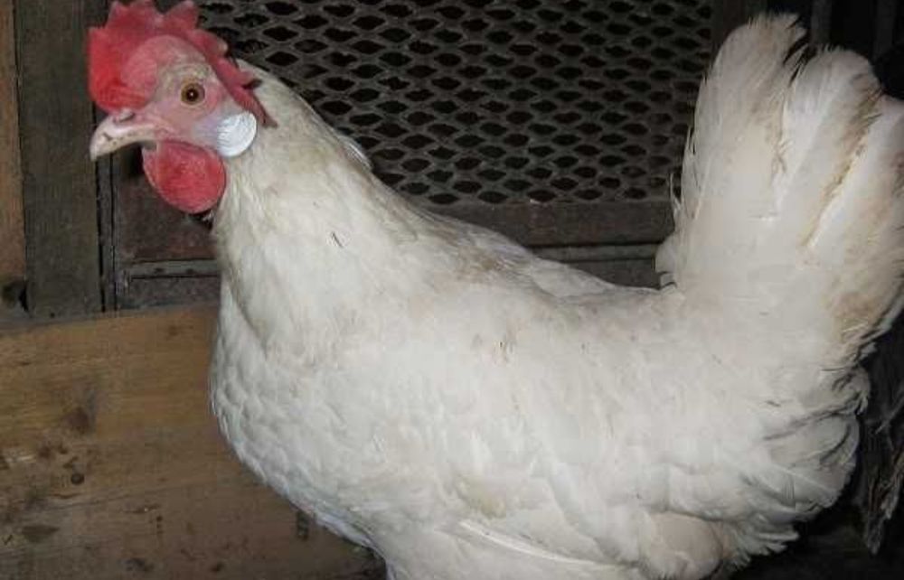 куры не дорого 20 штука